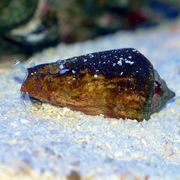 Conch